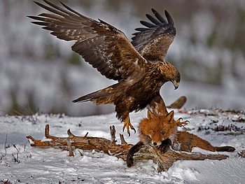 Snow, Golden Eagle, Animal, Eagle, Fox, Winter HD wallpaper