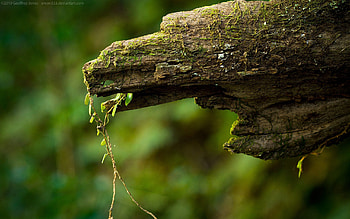Macro, Moss, Log HD wallpaper