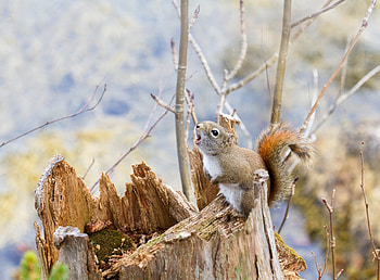 Animals, Squirrel, Branches, Bark, Climb, Log HD wallpaper
