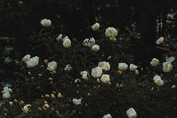 Gorgeous white blooms on a rose bush in a dark, moody outdoor setting. HD wallpaper