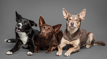 Dogs, dog, sweet, animal, cute, beautiful, puppys, puppy, pretty, animals, lovely HD wallpaper