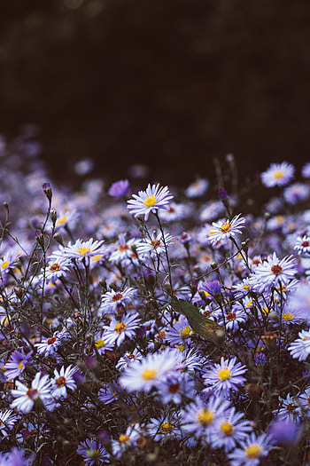 Plants, Flowers, Violet, Bloom, Flowering, Purple, Wild HD phone wallpaper