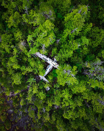 Forest, green trees, wreck, aircraft HD phone wallpaper