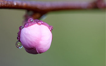 Drops, Flower, Macro, Bud HD wallpaper