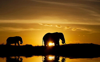 Nature, Sunset, Elephants, Dark, Silhouette HD wallpaper