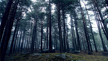 Nature, Trees, Stones, Forest, Crown, Land, Earth, Gloomy, Crowns HD wallpaper