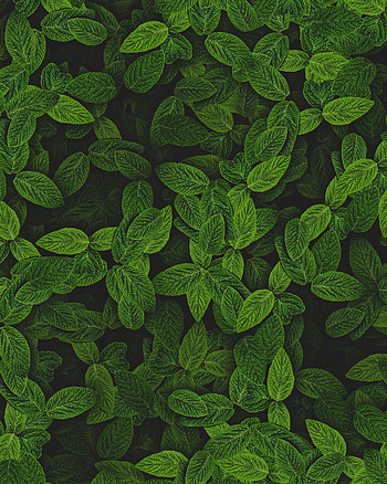 Mint plant , plant resources, Online plant library, Plant information HD phone wallpaper