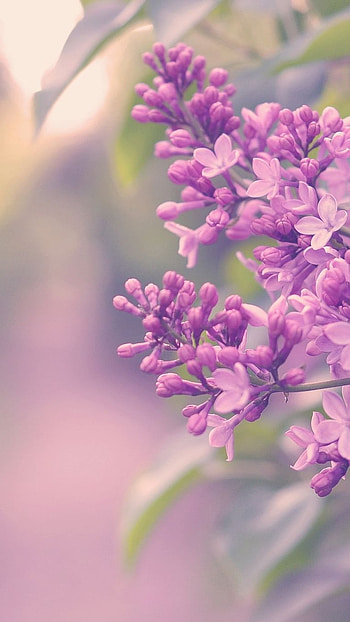 May Background, Purple, Levander, Background HD phone wallpaper