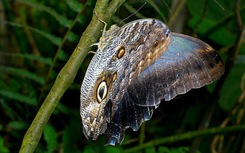 Grass, Plant, Macro, Butterfly HD wallpaper