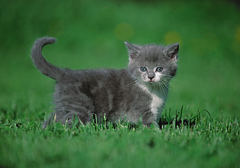 Animals, Grass, Kitty, Kitten, Stroll HD wallpaper