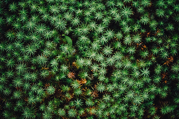 Nature, Leaves, Plant HD wallpaper