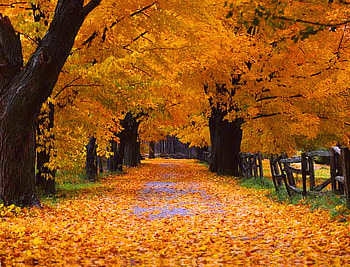 Crunch, leaves, trees, autumn, orange, gold, walk HD wallpaper