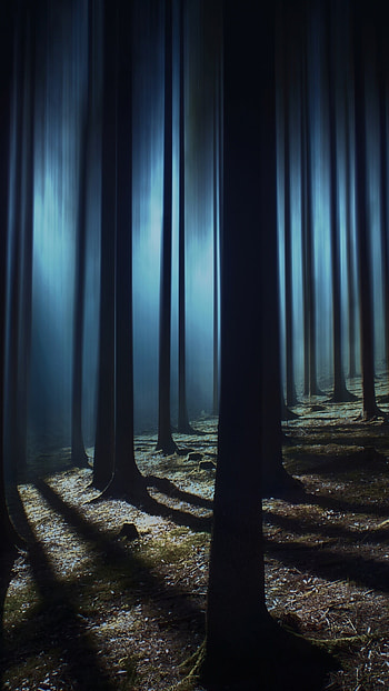 Dark forest , Night time beauty, Shadowy trees, Nature's mystery HD phone wallpaper