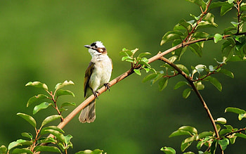 Animals, Background, Leaves, Bird, Greens, Stick HD wallpaper