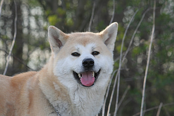 Hokkaido Dog, Rden zeilinger, Animals HD wallpaper
