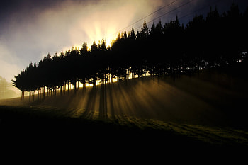 dreamscape, trees, nature, forest, light HD wallpaper