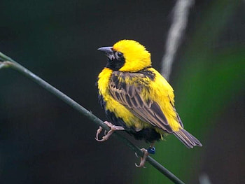 Yellow Bird, cute, bird, , yellow HD wallpaper