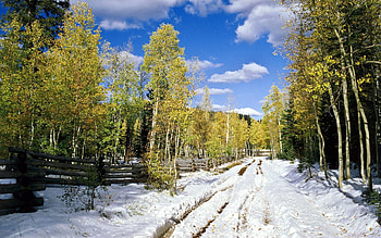 Nature, Trees, Leaves, Snow, Birches, Road, Forest, Spring HD wallpaper