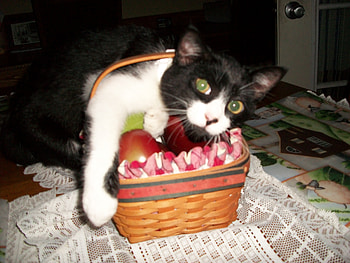 silly kitten, animales, kitten, cat HD wallpaper