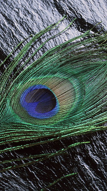 Peacock Feather, Beautiful, Feather, background HD phone wallpaper