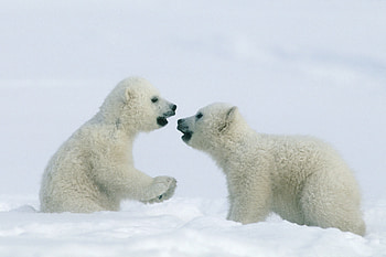 masterpieces, Arctic majesty, Stunning polar, Home screen beauty HD wallpaper