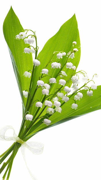 Samsung Galaxy, White flower , Traxzee's selection, Serene beauty HD phone wallpaper