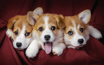 Puppy , , Cute puppy, Cute animals HD wallpaper