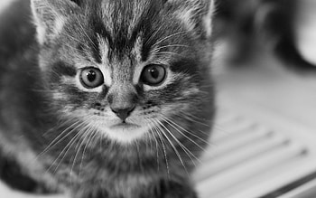 Animals, Kitty, Kitten, Muzzle, Bw, Chb, Fright HD wallpaper