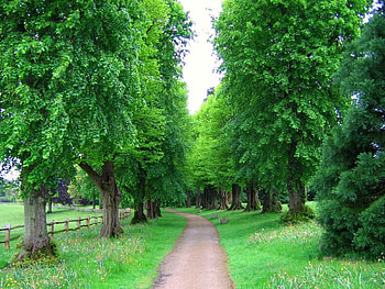 Nature, Trees, Park, Alley, Fence, England HD wallpaper