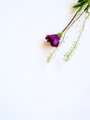 A delicate purple flower with green leaves on a white minimalist background, perfect for elegant designs. HD phone wallpaper