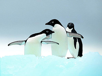 Penguins, animal, penguin, frozen, bird, snow HD wallpaper