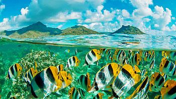 French Polynesia, Must-dive locations, Moorea, Seal Superyachts HD wallpaper