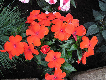 Exotic flowers at the pyramids 87, graphy, green, Red, Flowers, garden HD wallpaper