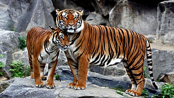 Best Friends, cats, tigers, wildlife, animals HD wallpaper