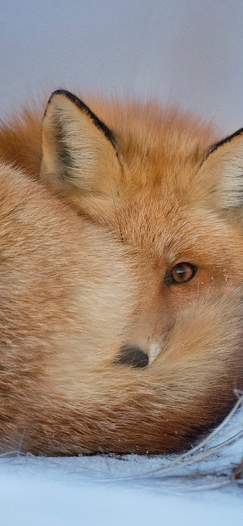 Red fox in snow, , , Winter HD phone wallpaper