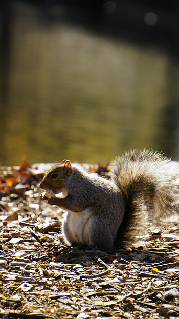 Squirrel in , , Nature's beauty, High-resolution delight HD phone wallpaper