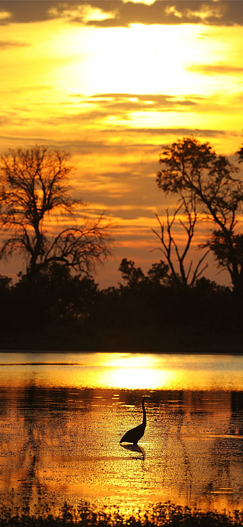 Botswana , Stunning visuals, Diverse landscapes, Captivating scenes HD phone wallpaper