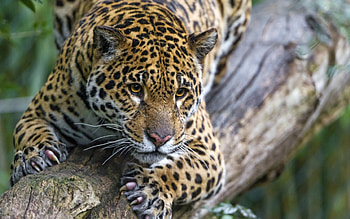 Jaguar, animal, spot, wood, tree HD wallpaper
