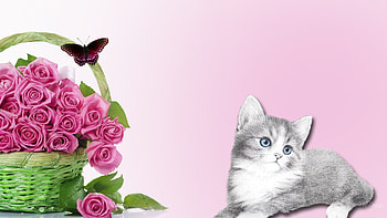 Roses for Kitty, kitten, pink, roses, kitty, butterfly, firefox persona, cat, flowers HD wallpaper