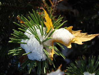 Nature, Pine, Snow, Sheet, Leaf, Prickles, Thorns HD wallpaper