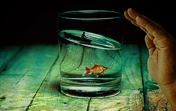 Art, Glass, hop, Fish, Fisherman HD wallpaper