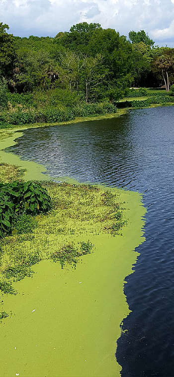 Everglades National Park, Best , Florida's beauty, Must have HD phone wallpaper
