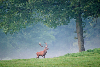 Animals, Trees, Grass, Fog, Stroll, Deer HD wallpaper