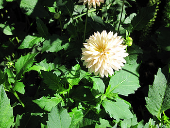 A sunny day at Edmonton garden 01, white, leaves, graphy, yellow, green, Flowers, Dahlia HD wallpaper