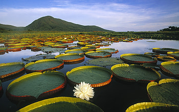 Landscape, Lilies, Swamp HD wallpaper