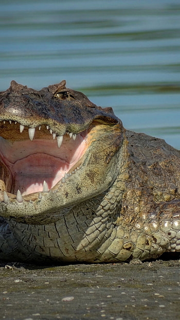 Crocodile Animals - Sharp Teeth, Water, Open Mouth HD phone wallpaper