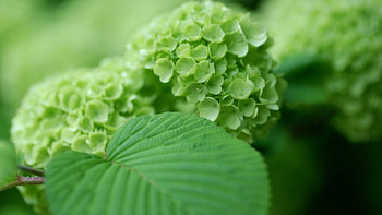 Beautiful Flowers, leaves, green, beautiful, nature, flowers, fresh HD wallpaper