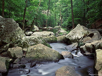 Waterfall, nature, forest, beauty HD wallpaper