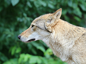Animals, Muzzle, Predator, Wolf, Profile HD wallpaper