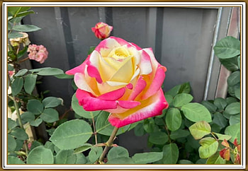 LOVELY ROSE, NATURE, ROSE, LOVELY HD wallpaper